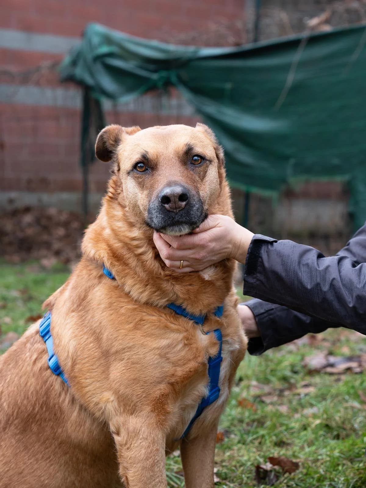 CLOE, female senior Mixed Breed for adoption at ENPA Sezione Torino, Torino