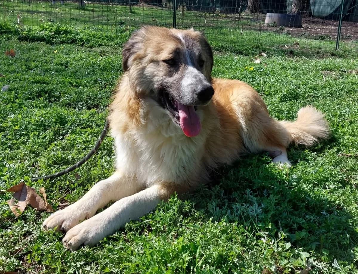 GIN, puppy Mixed Breed for adoption at ENPA Sezione Torino, Torino