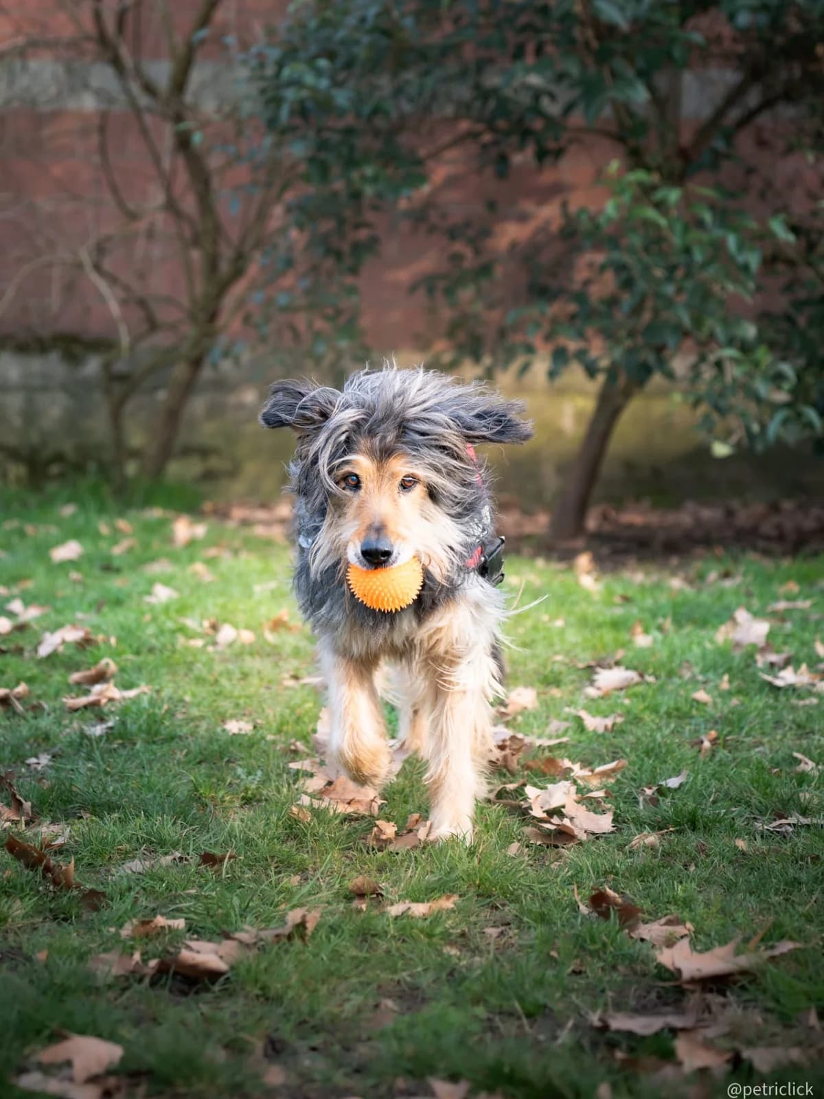 RAUL, 3yo Mixed Breed for adoption at ENPA Sezione Torino, Torino