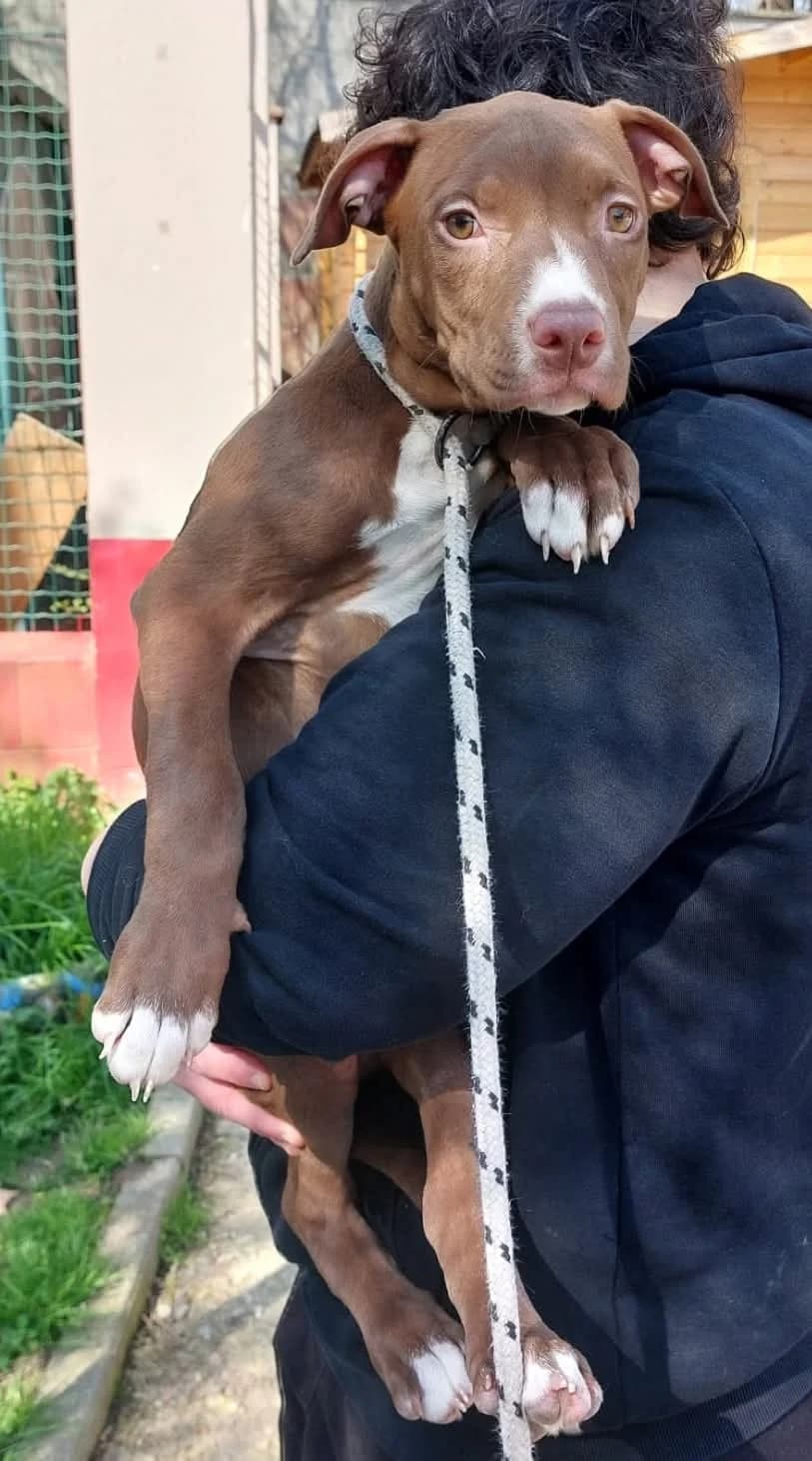 MORTADELLA e MUFASA, female puppy Mixed Breed for adoption at ENPA Sezione Torino, Torino