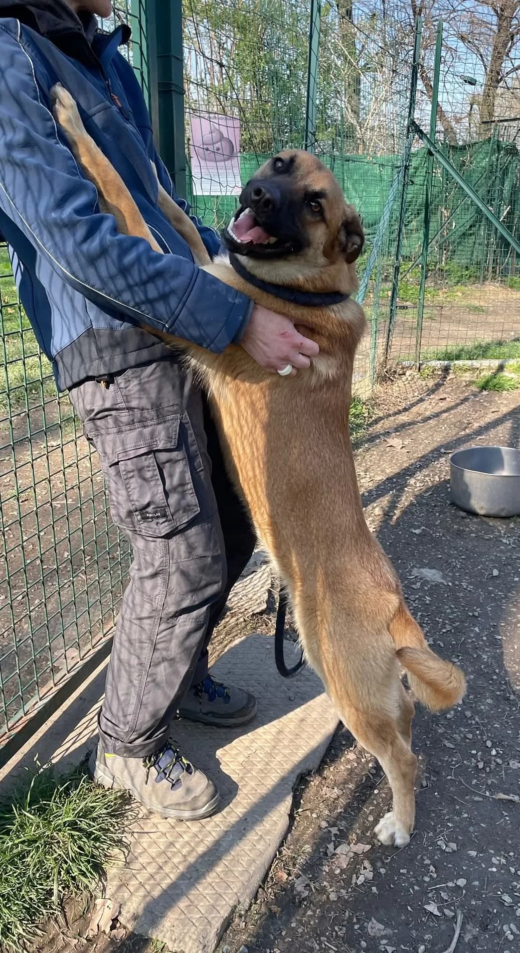 BOBO, male young Mixed Breed for adoption at ENPA Sezione Torino, Torino
