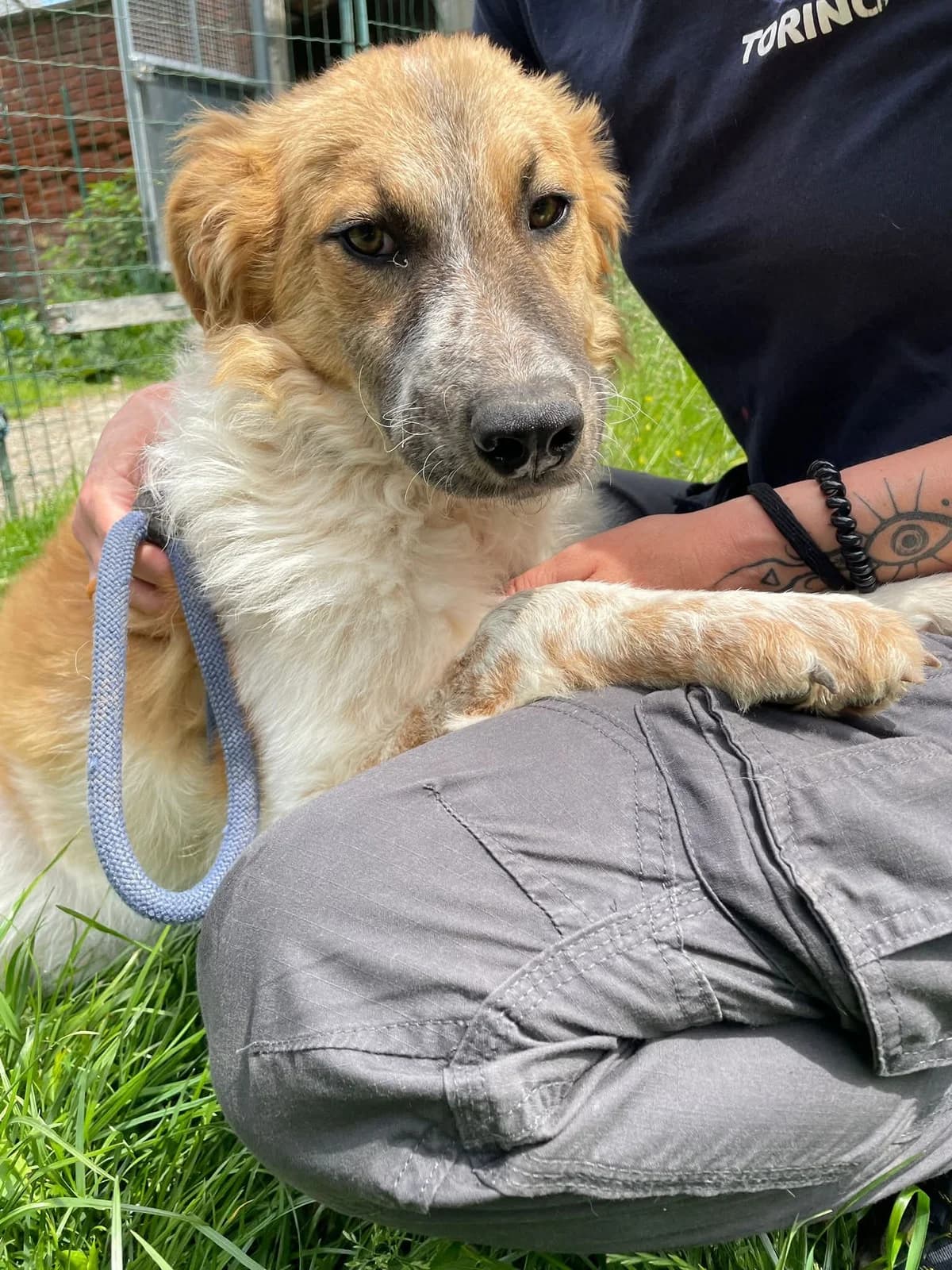 OMEGA, Mixed Breed for adoption at ENPA Sezione Torino, Torino