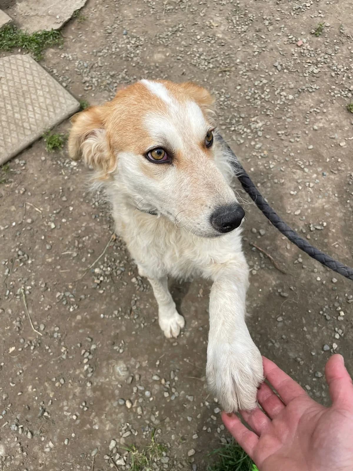 ALPHA, puppy Mixed Breed for adoption at ENPA Sezione Torino, Torino