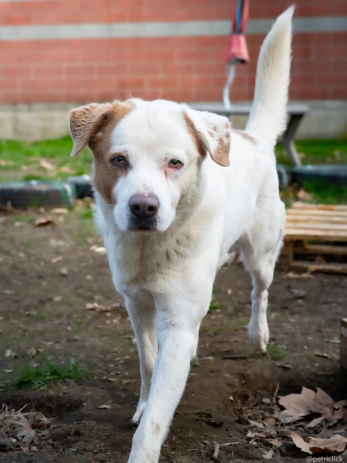 LOKI, female young Mixed Breed for adoption at ENPA Sezione Torino, Torino