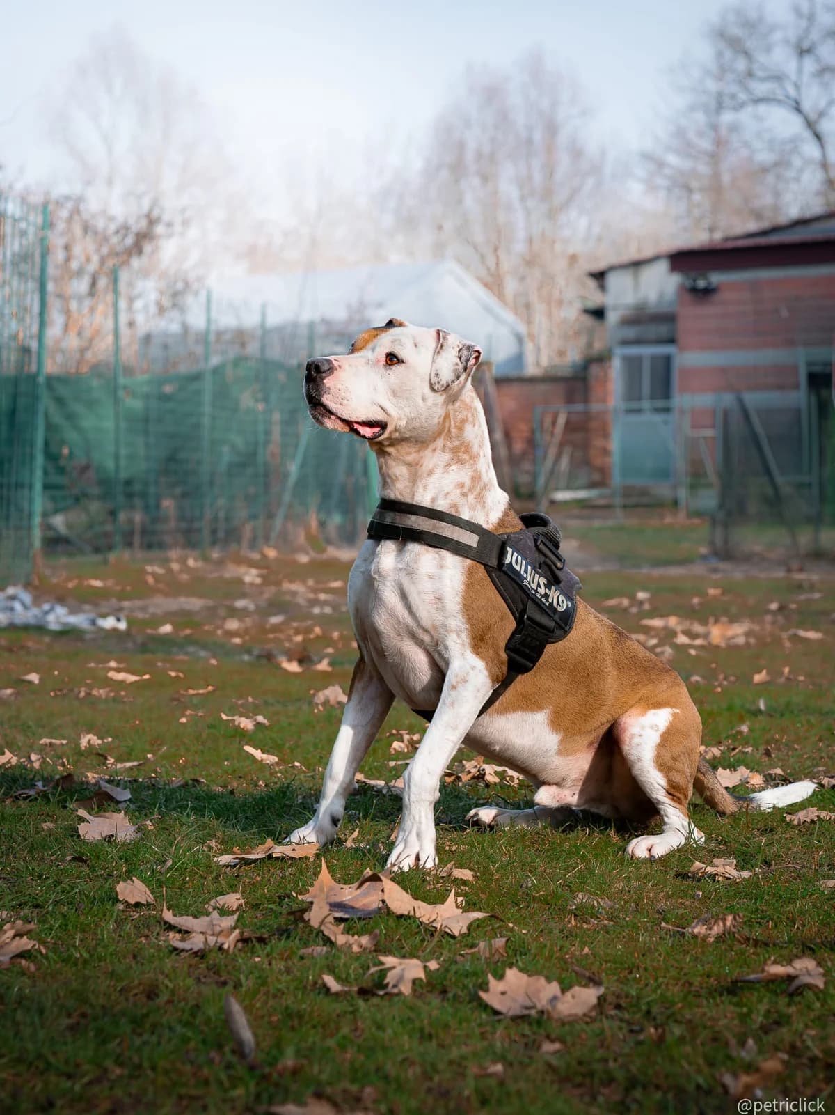 RAIMONDO, female Mixed Breed for adoption at ENPA Sezione Torino, Torino