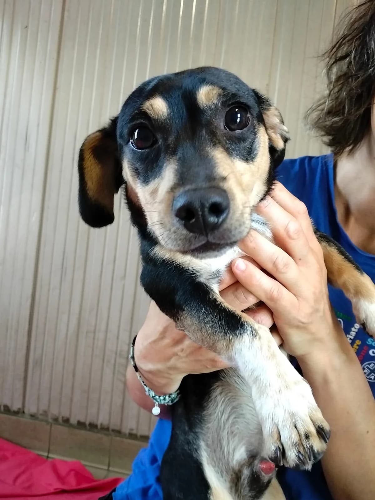 MOLLICA, young Mixed Breed for adoption at ENPA Sezione Torino, Torino
