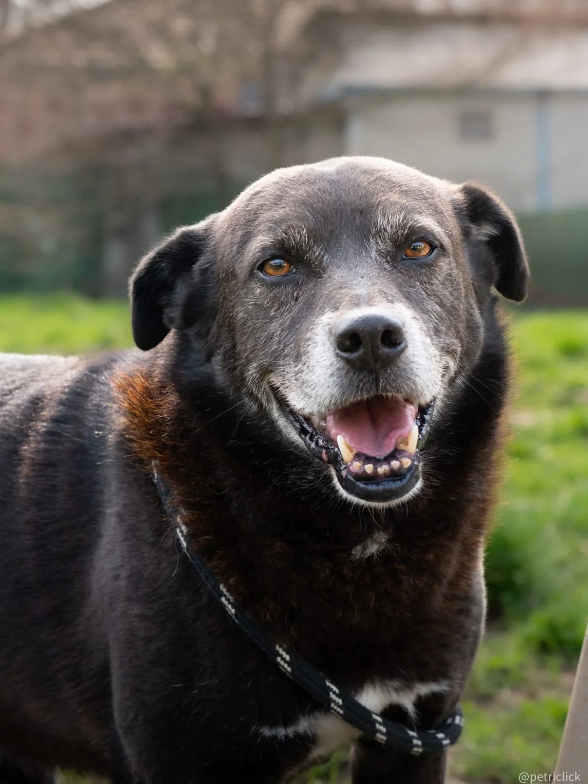 TILAN, female senior Mixed Breed for adoption at ENPA Sezione Torino, Torino