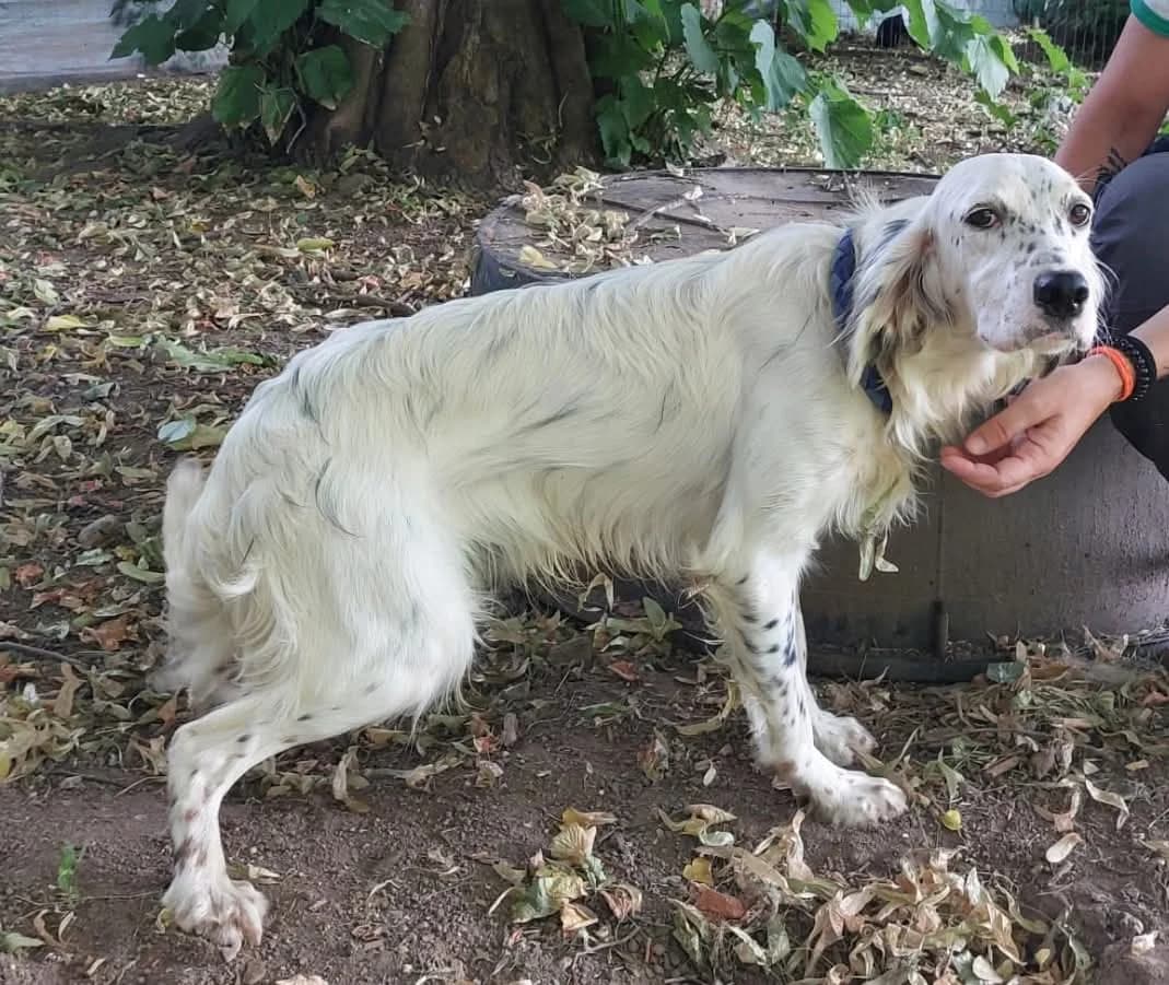 PIPPO, male young Mixed Breed for adoption at ENPA Sezione Torino, Torino