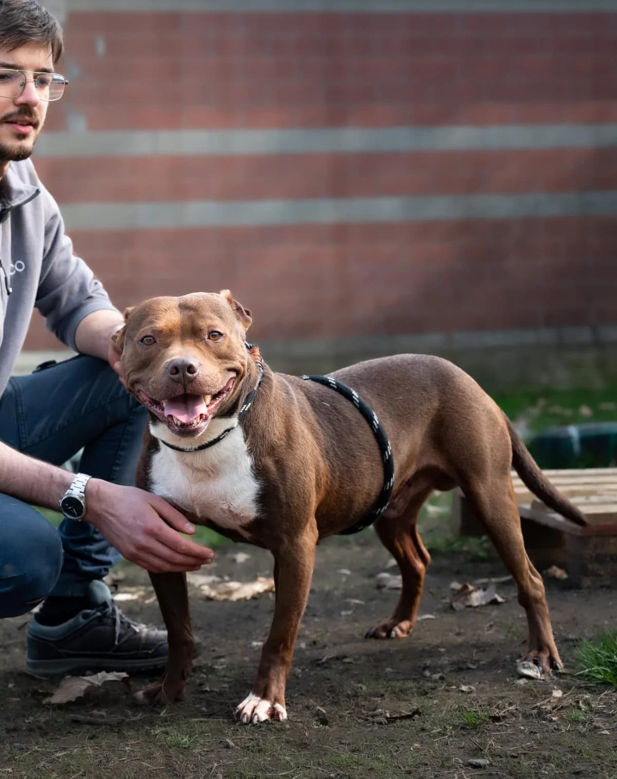 TEO, female 5yo Mixed Breed for adoption at ENPA Sezione Torino, Torino