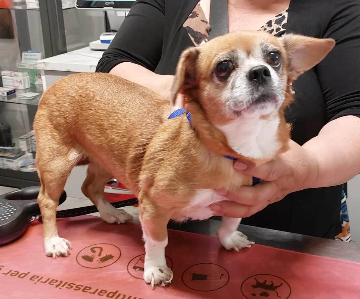PALOMA, female 7yo Mixed Breed for adoption at ENPA Sezione Torino, Torino