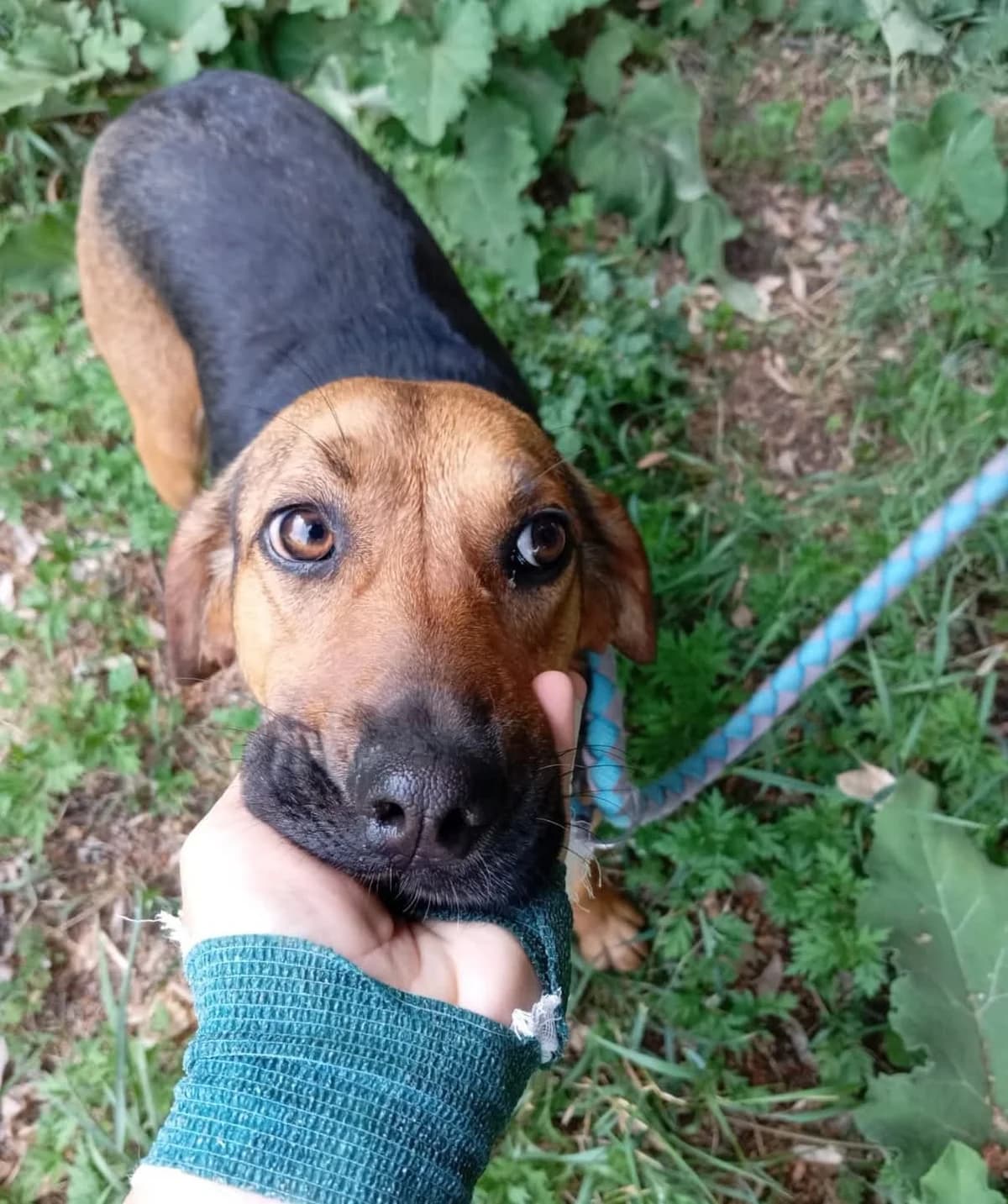 PUPA, female young Mixed Breed for adoption at ENPA Sezione Torino, Torino