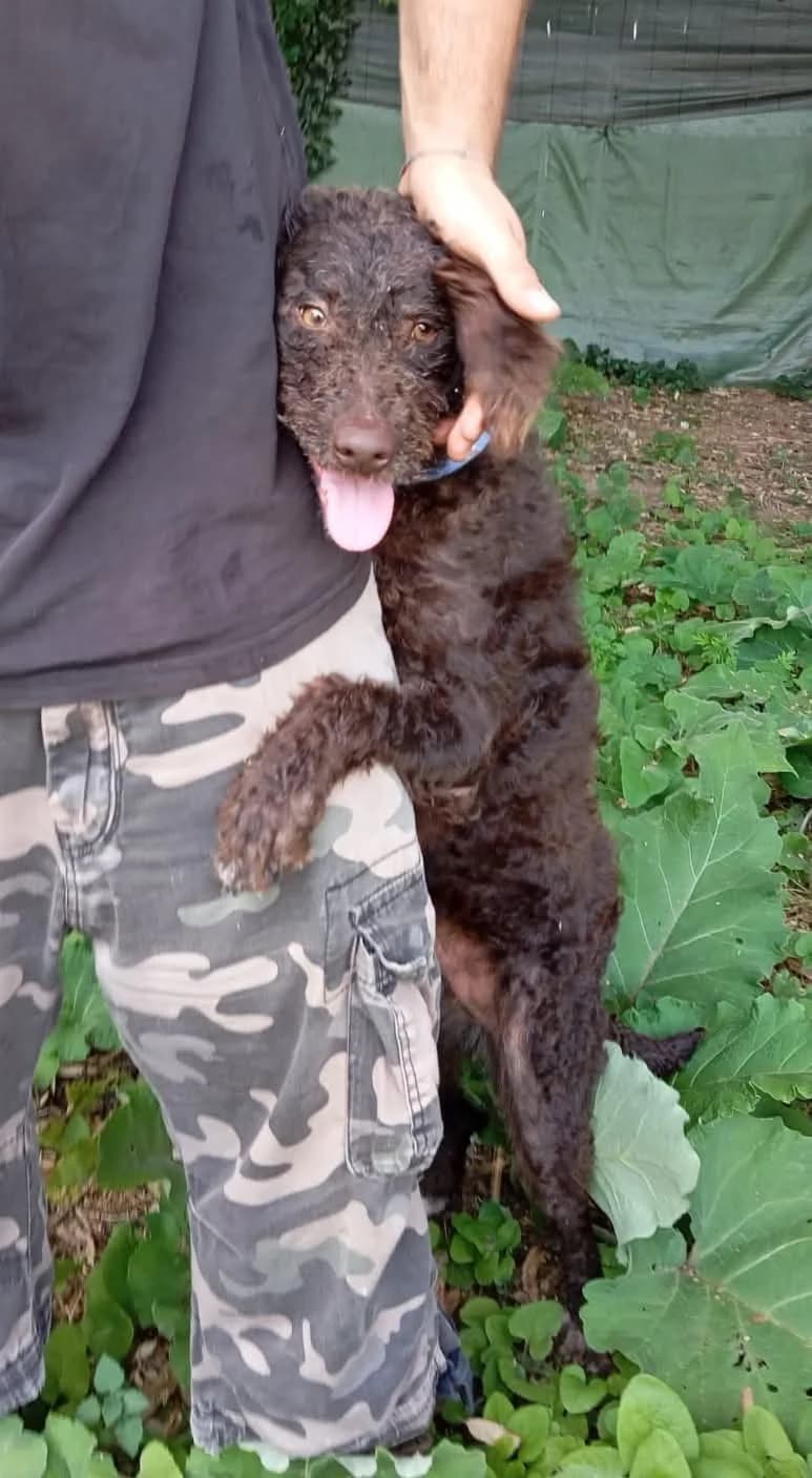 FAUSTINA,  young Mixed Breed for adoption at ENPA Sezione Torino, Torino