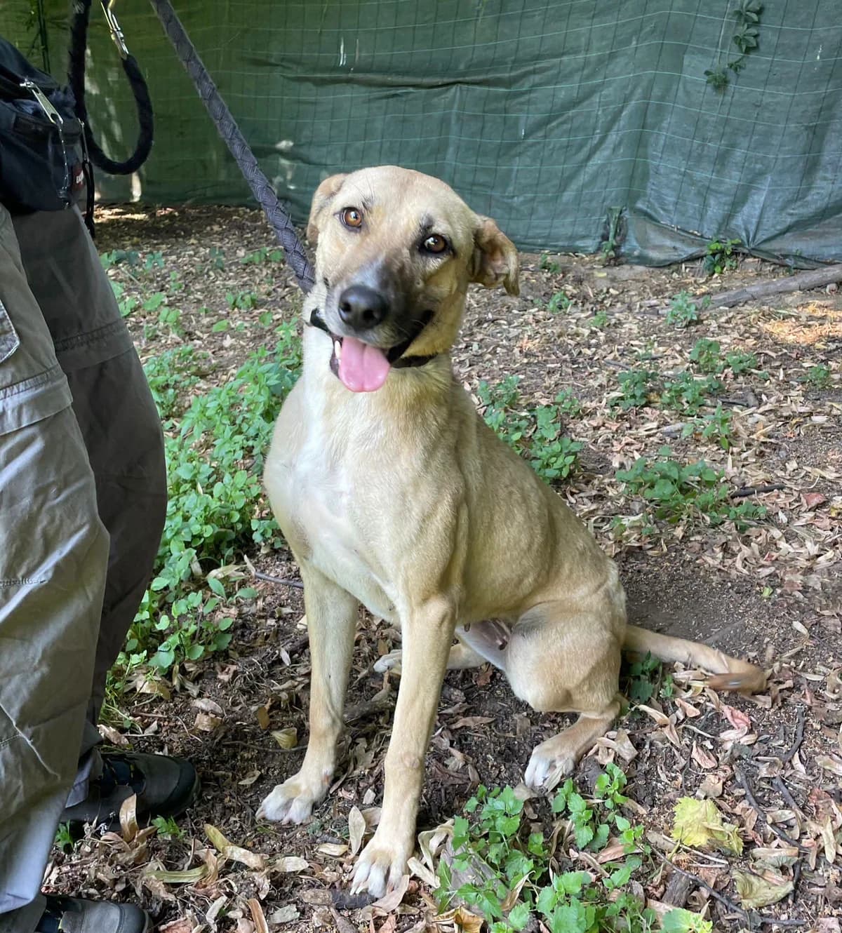EDA,  3yo Mixed Breed for adoption at ENPA Sezione Torino, Torino