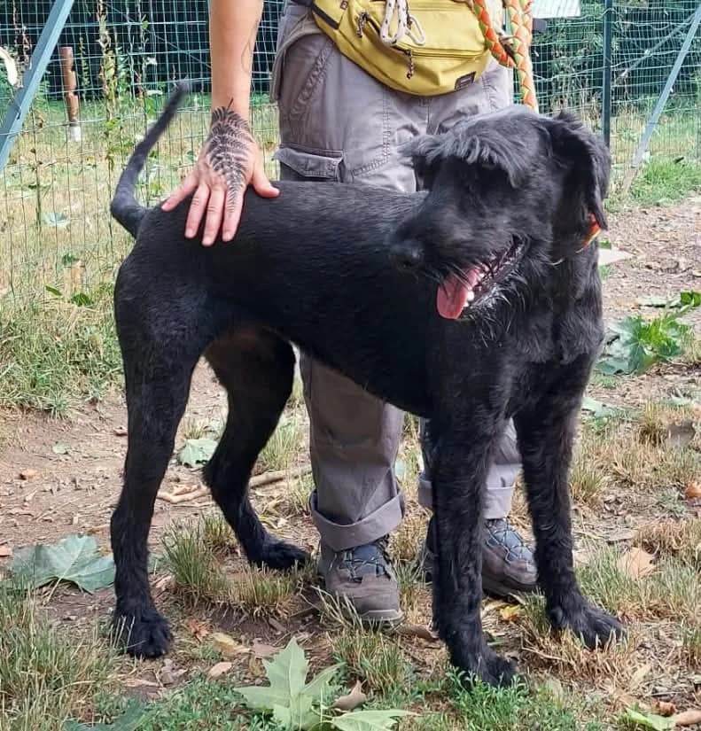 EDEN,  3yo Mixed Breed for adoption at ENPA Sezione Torino, Torino