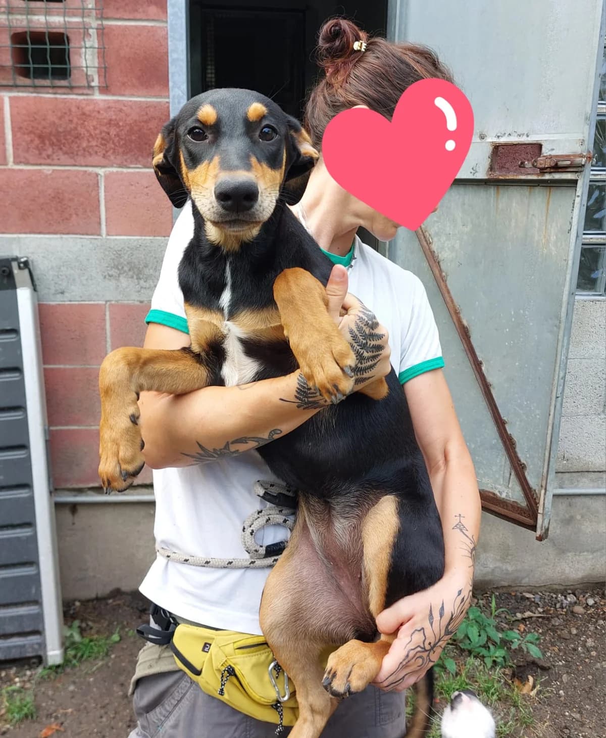 TELMA,  Mixed Breed for adoption at ENPA Sezione Torino, Torino