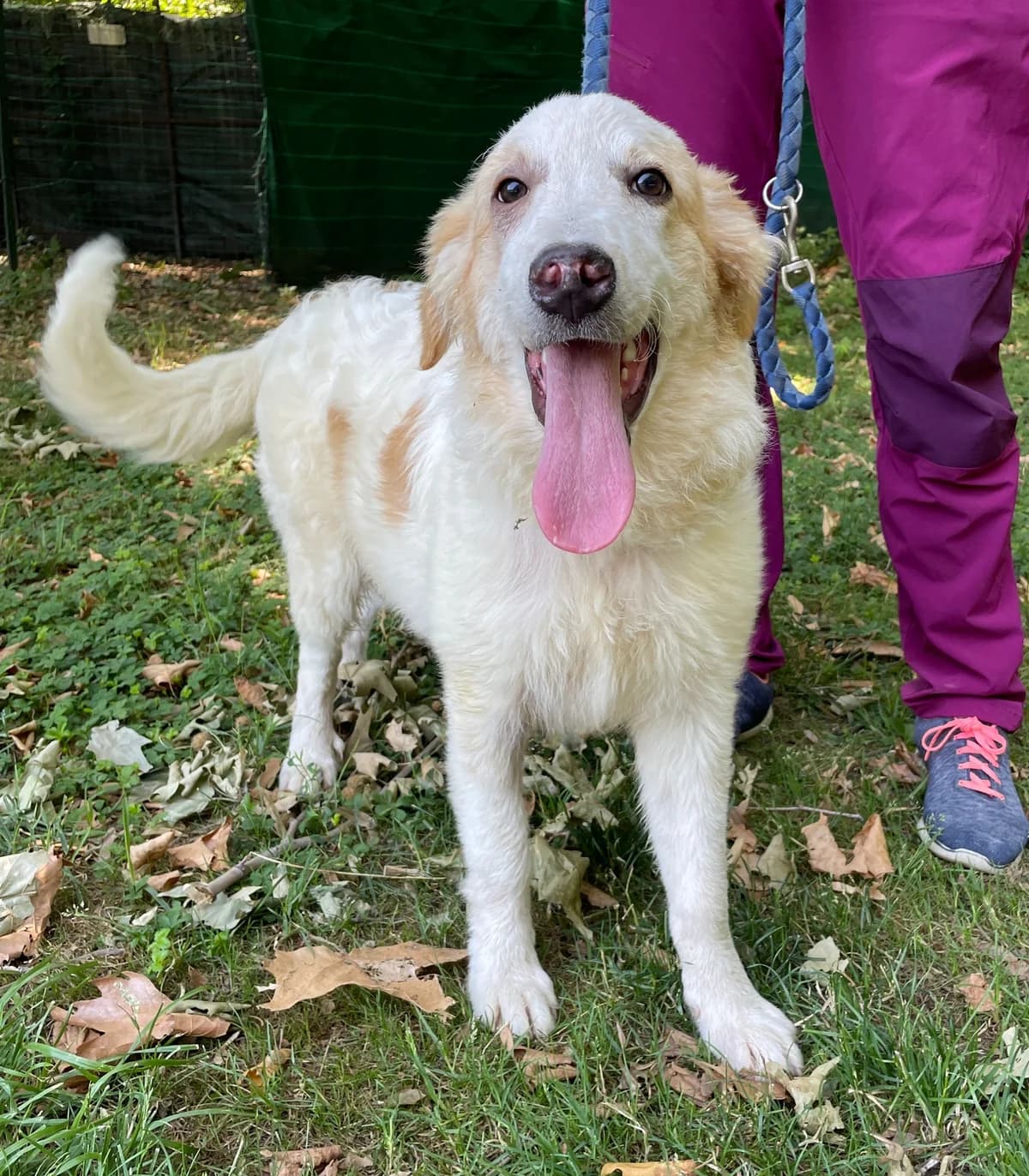 MOCHI, female puppy Mixed Breed for adoption at ENPA Sezione Torino, Torino
