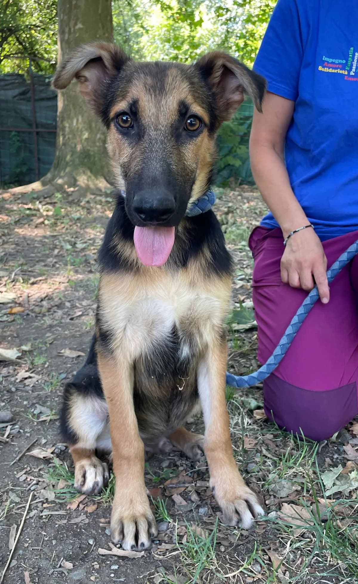 PASTORINO,  puppy Mixed Breed for adoption at ENPA Sezione Torino, Torino
