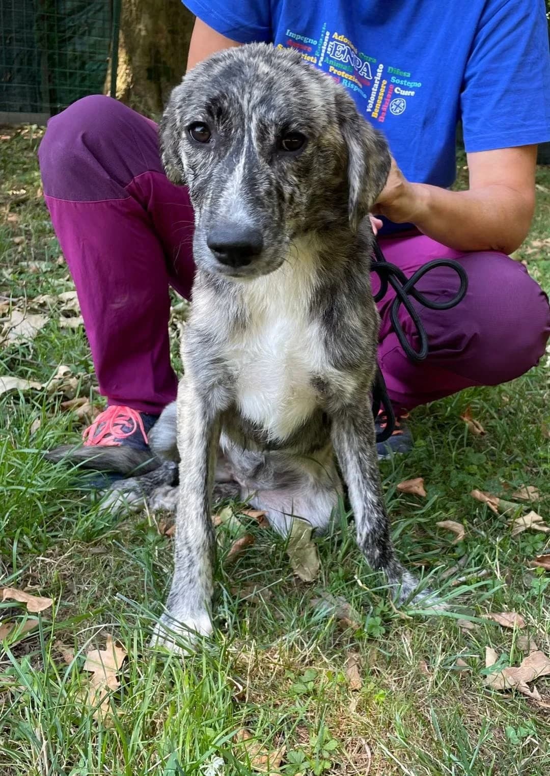 TIGROTTA,  puppy Mixed Breed for adoption at ENPA Sezione Torino, Torino