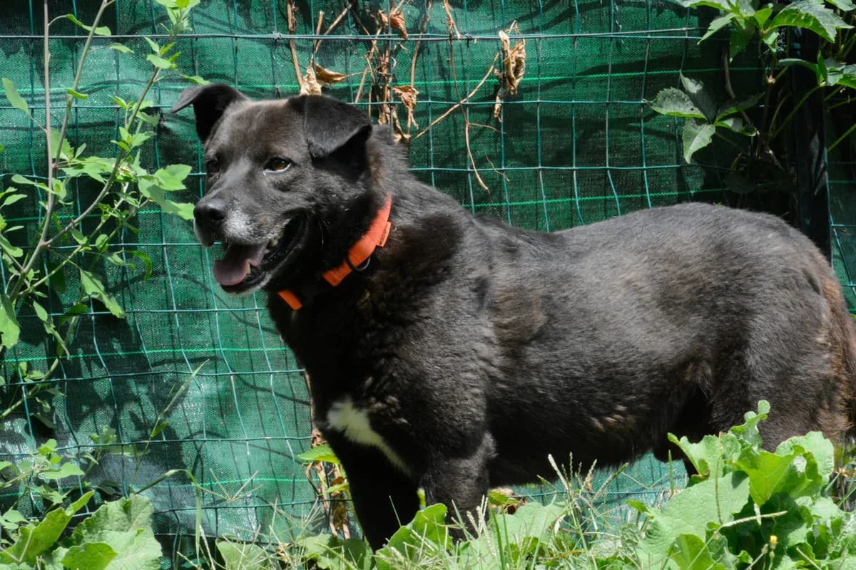 TILAN, female senior Mixed Breed for adoption at ENPA Sezione Torino, Torino