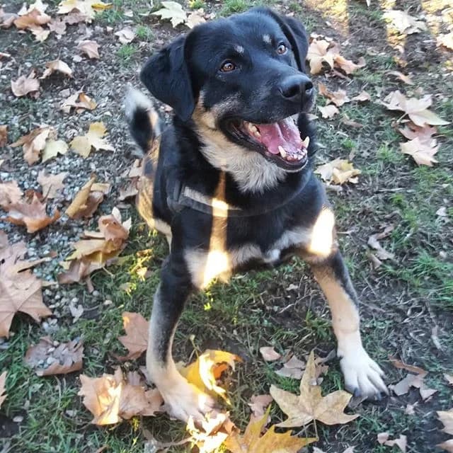 JACK, male senior Mixed Breed for adoption at ENPA Sezione Torino, Torino