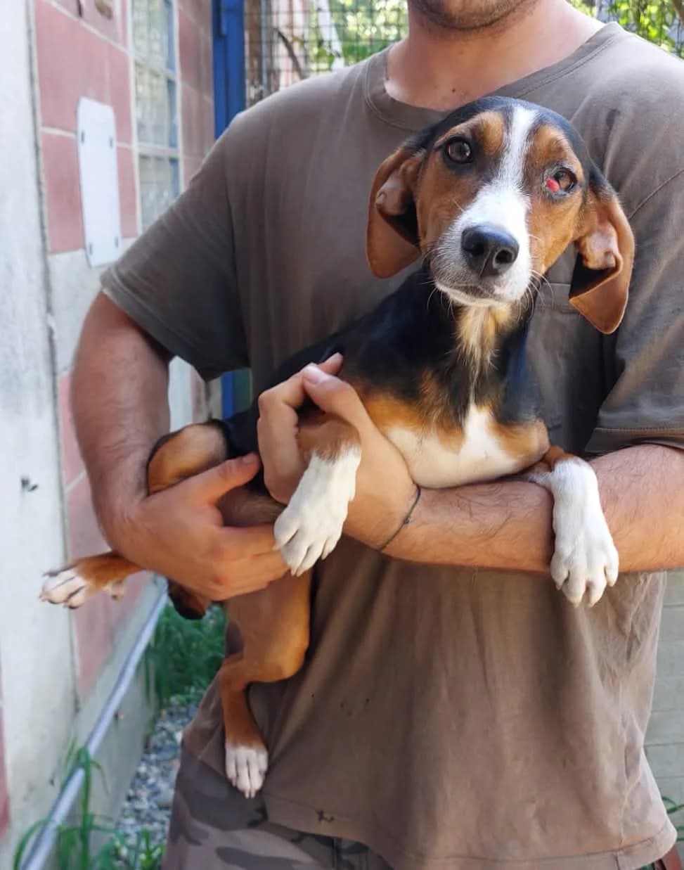 FRECCIA, Mixed Breed (ENPA Sezione Torino)