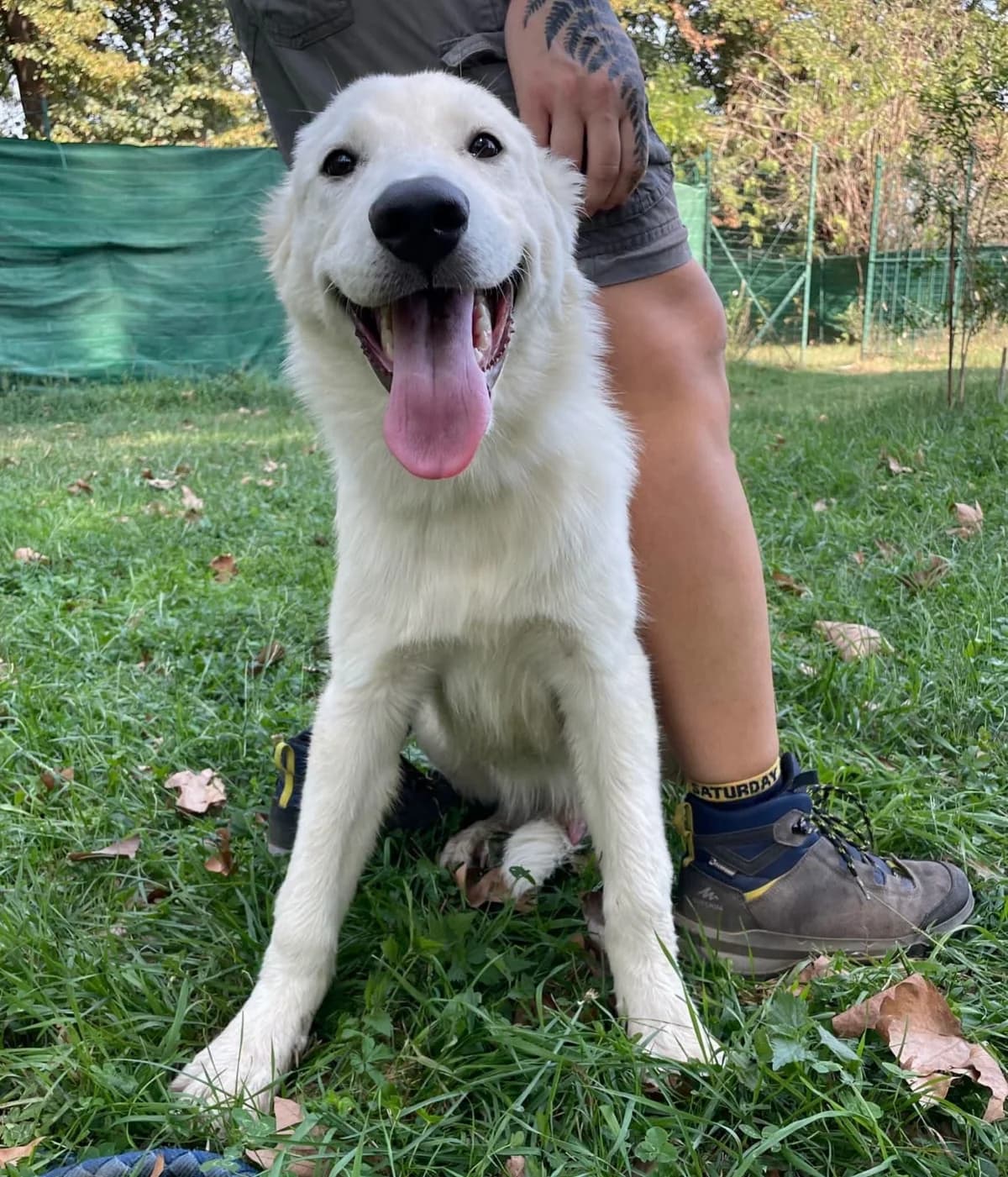 CRUIJFF,  puppy Mixed Breed for adoption at ENPA Sezione Torino, Torino
