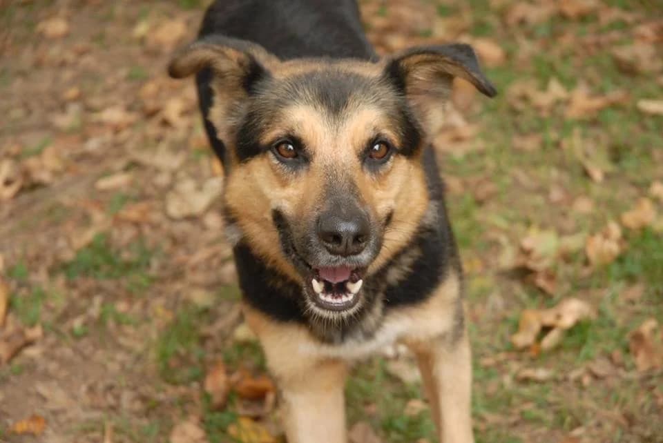 TOP, Mixed Breed for adoption at ENPA Sezione Torino, Torino