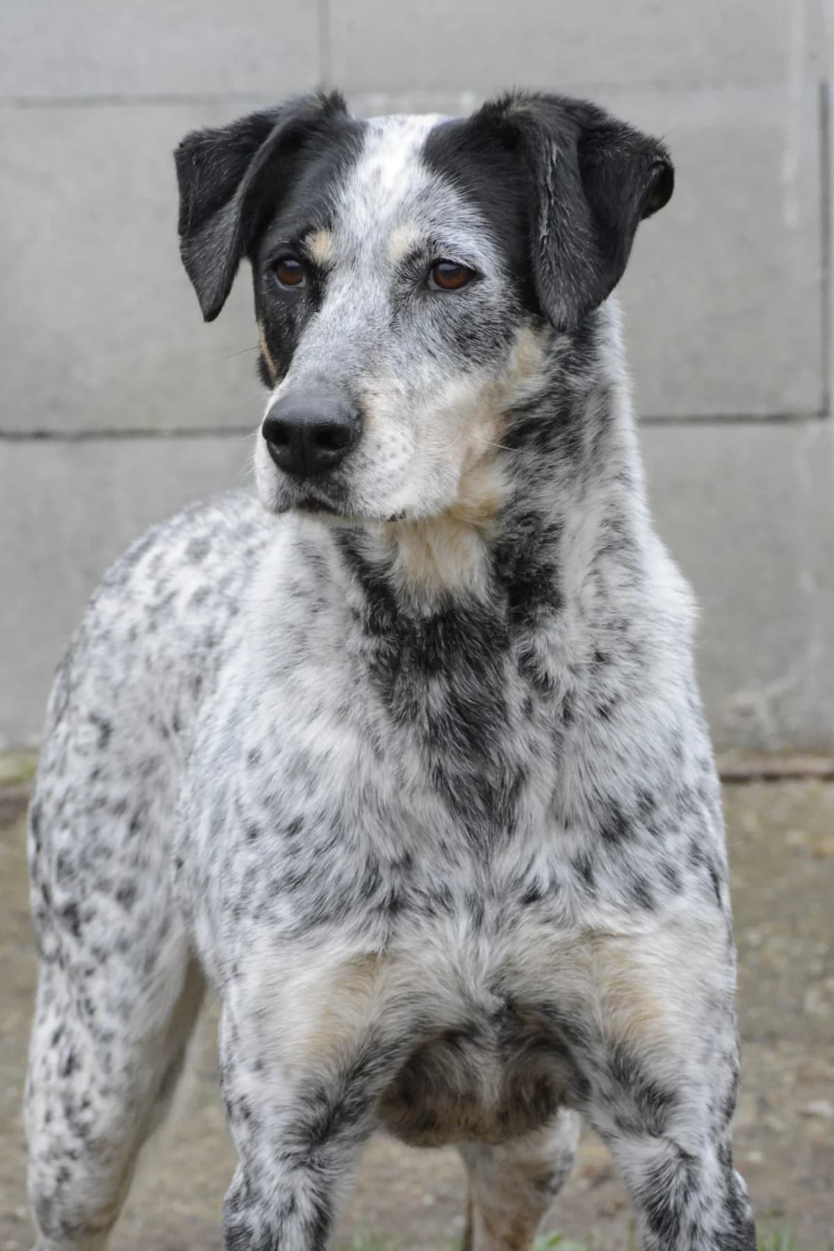 TANIA, female senior Mixed Breed for adoption at ENPA Sezione Torino, Torino