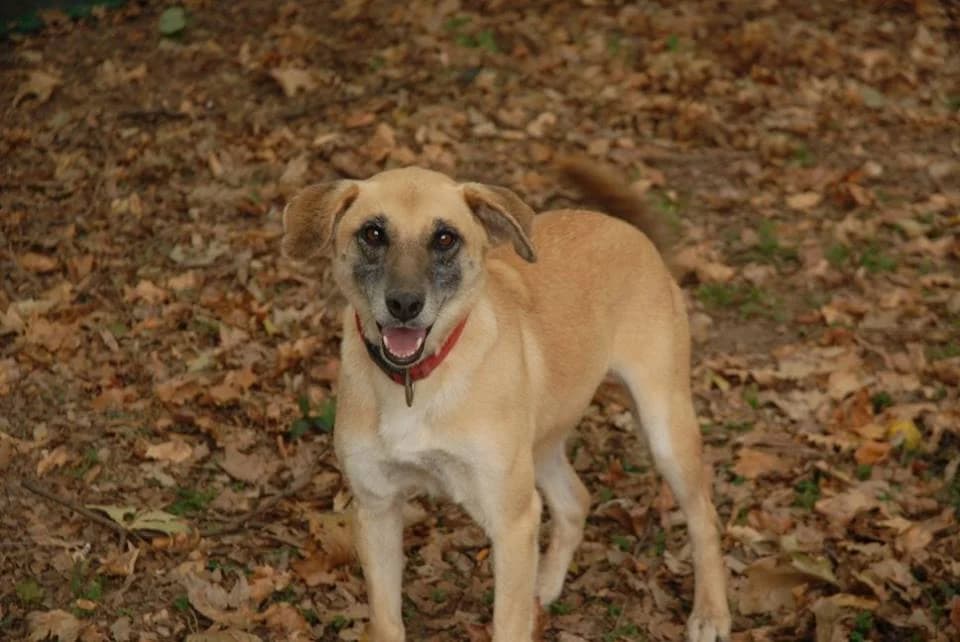 LUISELLA, female senior Mixed Breed for adoption at ENPA Sezione Torino, Torino