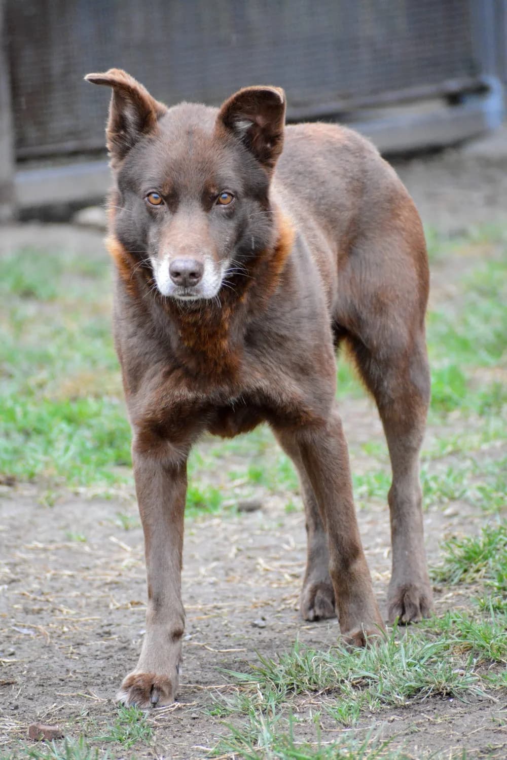 COFFEE, male senior Mixed Breed for adoption at ENPA Sezione Torino, Torino