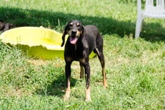 PLACIDO, male mixed breed for adoption at ENPA Verona, Verona