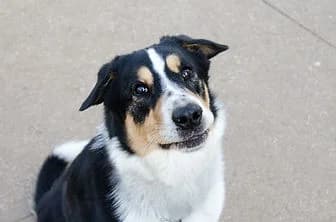SHAGGY, male mixed breed for adoption at ENPA Verona, Verona