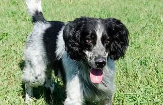 BLACK, male Cocker Spaniel for adoption at ENPA Verona