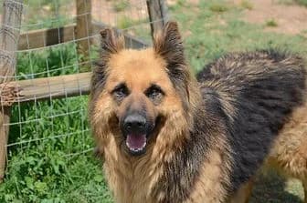 KLAUS, male senior German Shepherd for adoption at ENPA Verona, Verona