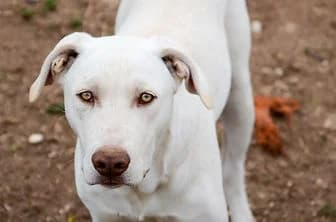 LEONE, male 5yo mixed breed for adoption at ENPA Verona, Verona