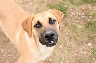ZOE, female senior Cane Corso for adoption at ENPA Verona, Verona
