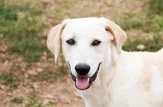 SEM, male mixed breed for adoption at ENPA Verona, Verona