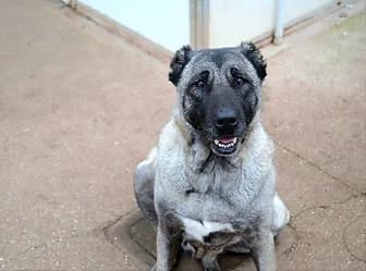 LEONE, male 5yo Cane Corso for adoption at ENPA Verona, Verona