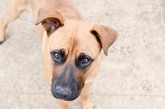 SKAR, male Pit Bull Terrier for adoption at ENPA Verona, Verona