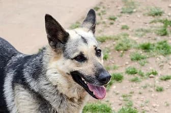 CLAIRE, female senior German Shepherd for adoption at ENPA Verona, Verona