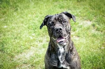 ZOE, female senior Cane Corso for adoption at ENPA Verona, Verona