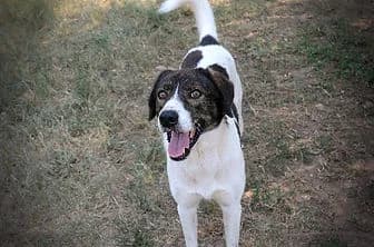 TIM, male 4yo mixed breed for adoption at ENPA Verona, Verona