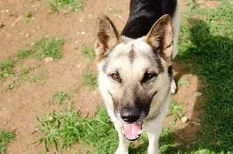CHARLIE, male German Shepherd for adoption at ENPA Verona, Verona
