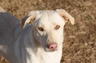 FABIA, female 4yo mixed breed for adoption at ENPA Verona, Verona