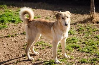 MIA, female 4yo mixed breed for adoption at ENPA Verona, Verona