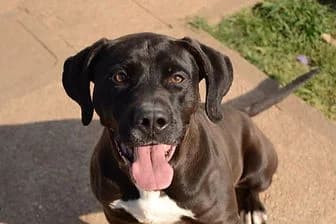 ZOE, female senior Cane Corso for adoption at ENPA Verona, Verona