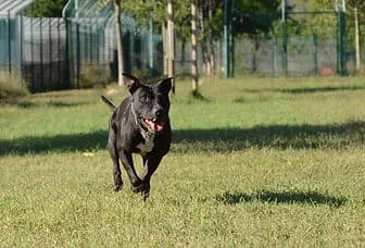 DUKE, male senior American Staffordshire Terrier for adoption at ENPA Verona, Verona
