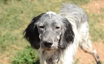 JEAN, male 4yo English Setter for adoption at ENPA Verona, Verona