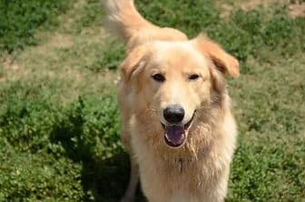 ZOE, female senior Cane Corso for adoption at ENPA Verona, Verona