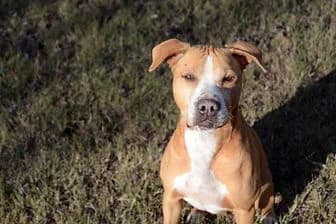 ARGOS, male 6yo Cane Corso for adoption at ENPA Verona, Verona